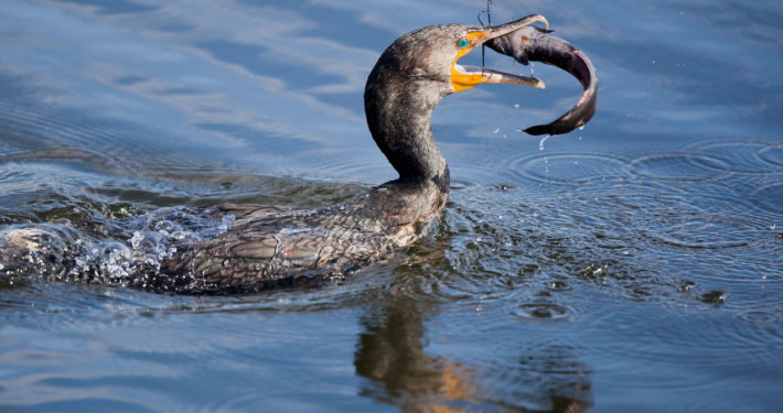 Cover Image for how to use fast shutter speed for nature photography article by Jay Patel.