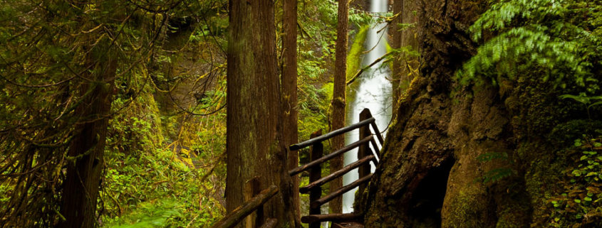 Landscape photography from Olympic National Park, Washington by Jay Patel