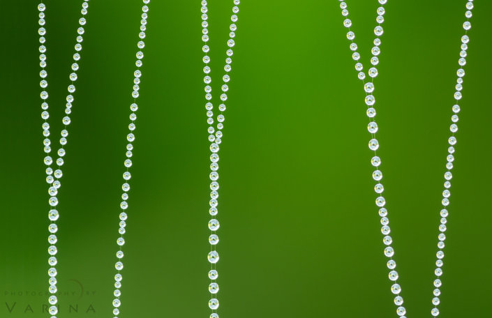 Cover for macro photography composition blog post by Varina Patel