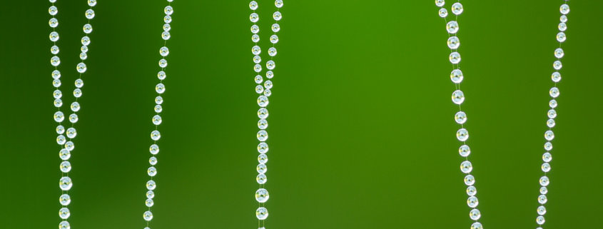 Cover for macro photography composition blog post by Varina Patel