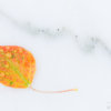 Macro photography of Aspen Leaf on Marble - Marble, Colorado by Varina Patel