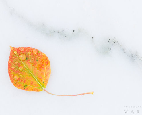 Macro photography of Aspen Leaf on Marble - Marble, Colorado by Varina Patel