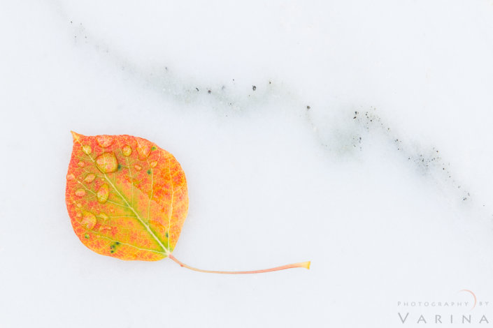 Aspen Leaf on Marble Macro photography of Aspen Leaf on Marble - Marble, Colorado by Varina Patel
