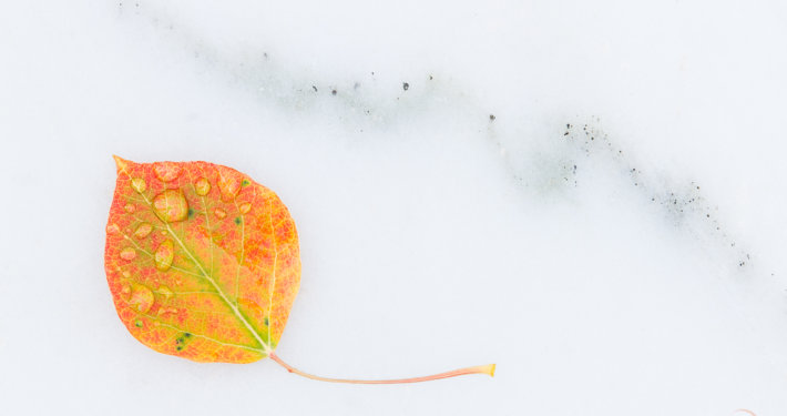 Macro photography of Aspen Leaf on Marble - Marble, Colorado by Varina Patel