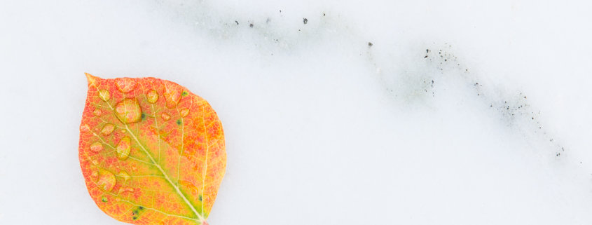 Macro photography of Aspen Leaf on Marble - Marble, Colorado by Varina Patel