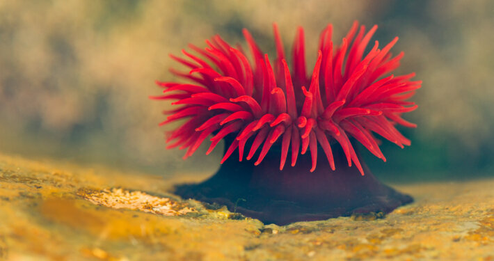 Cover for Macro Photography blog for Beginners by Jay Patel