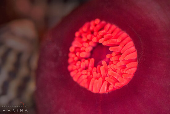 Sea Anemone, Anna Bay, Australia Underwater Macro Photography Example of a Sea Anemone in Australia