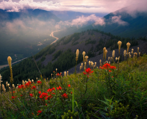 Cover for Landscape photography blog post about photographing wildflowers by Kevin McNeal