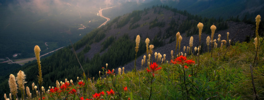 Cover for Landscape photography blog post about photographing wildflowers by Kevin McNeal