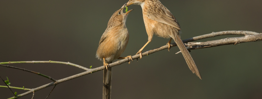 Photographing birds in action by Gaurav Mittal