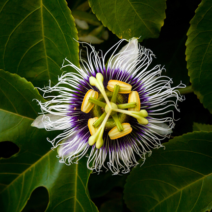 Passion Fruit Flower