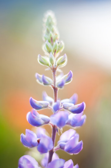 Purple Lupine Flower