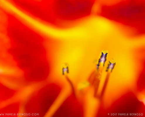 macro photo of orange lily stamen