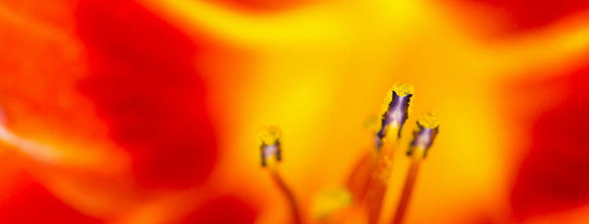 macro photo of orange lily stamen