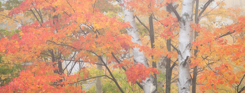 Fall Photography Blog Post by Landscape Photographer Sarah Marino