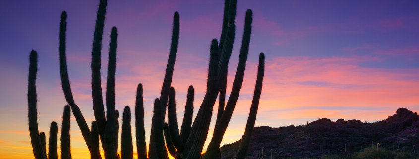 Organ Pipe Cactus at Sunset by Anne McKinnell