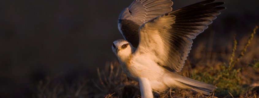 Exposing for Birds in Flight Blog Post on Bird Photography