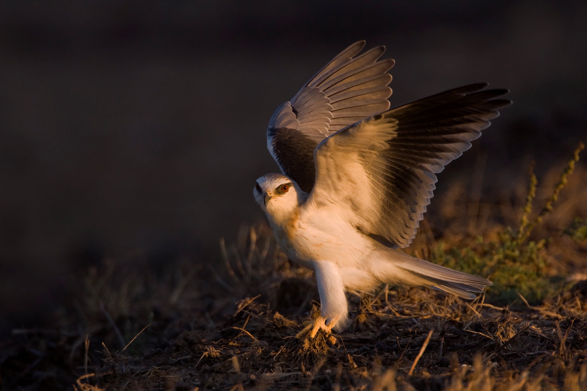 Exposing for Birds in Flight Blog Post on Bird Photography