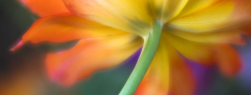 Cover photo for Flower Photography blog article by Anne Belmont