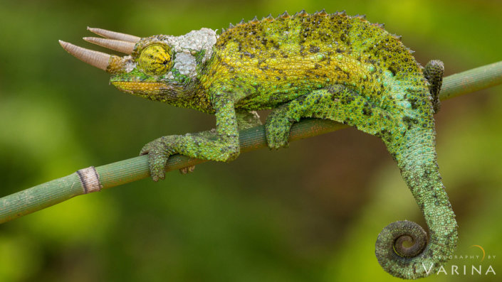 Hawaii_7Q2A6452 copy