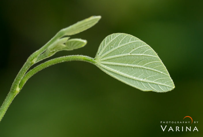 Hawaii_DSC01028 copy