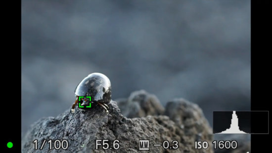 Using single point auto tracking focus for macro photography