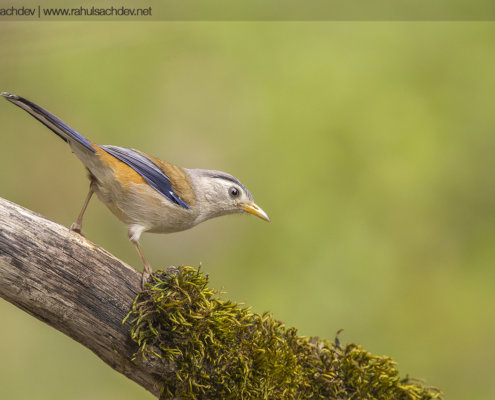 Cover for bird photography blog for beginners by Rahul Schdev