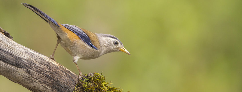 Cover for bird photography blog for beginners by Rahul Schdev