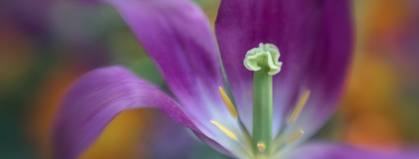 Selective focus setting example of Tulip captured with Lensbaby Composer Pro II/Sweet 50 Optic.