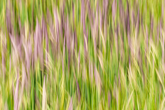 Line in nature photography composition created by intentional camera movement from Grandfather Mountain, North Carolina Line in nature photography composition created by intentional camera movement from Grandfather Mountain, North Carolina by Kate Silvia