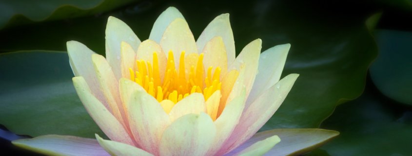 Flower photography of a waterlilies by Anne Belmont