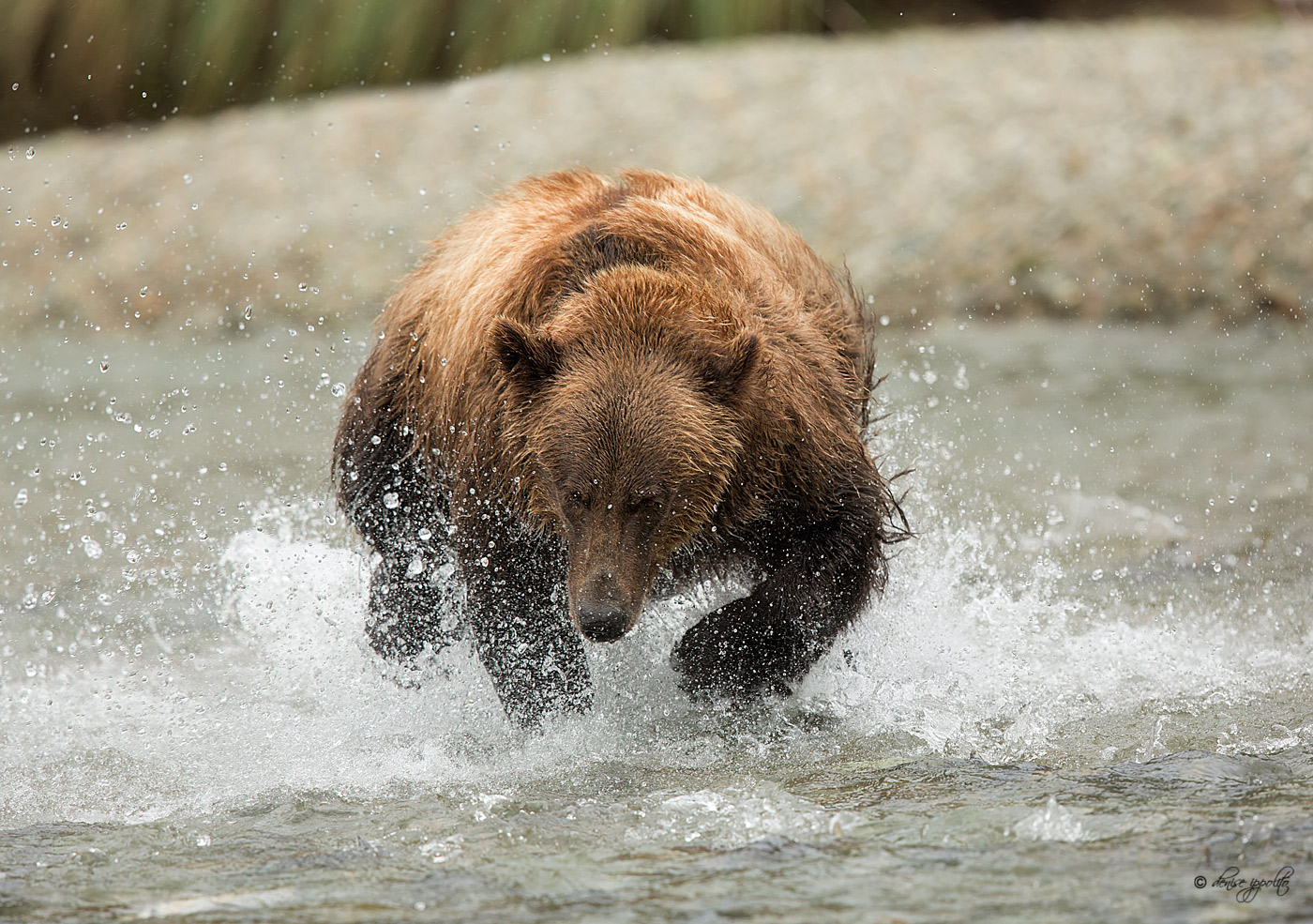 Photographing Bears in Alaska