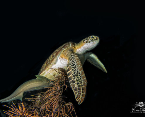 Underwater photography of Turtle.