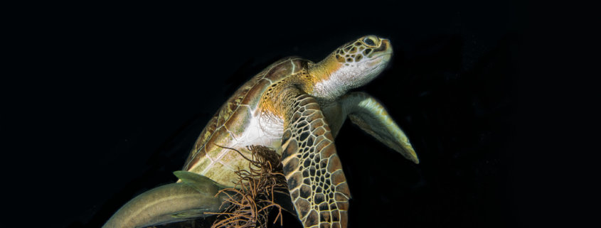 Underwater photography of Turtle.