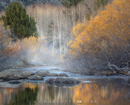 Cover photo for fall photography blog by Charlotte Gibb.