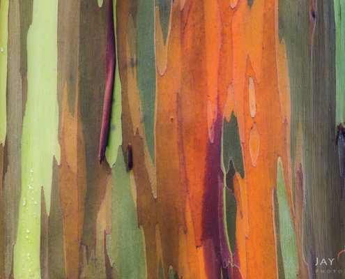 Abstract Nature photography of Rainbow Eucalyptus, Maui by Jay Patel