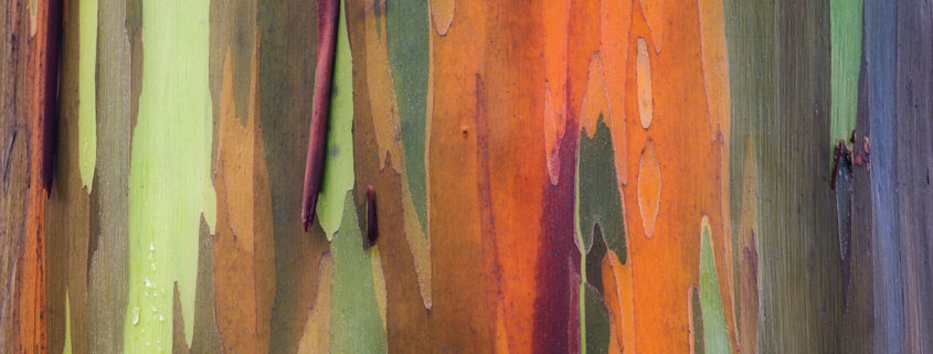 Abstract Nature photography of Rainbow Eucalyptus, Maui by Jay Patel