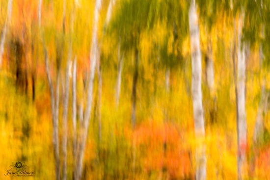 Intentional Camera Moment: 1/4s@f8, ISO 100, Vertical camera movement Example of Photographic Inspiration