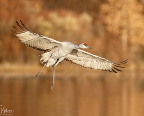 Cover for bird photography blog article about capturing birds in flight by Gaurav Mittal