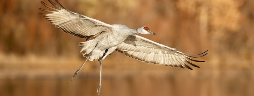 Cover for bird photography blog article about capturing birds in flight by Gaurav Mittal