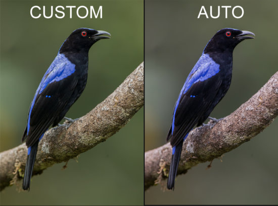 Example of setting your white balance for bird photography