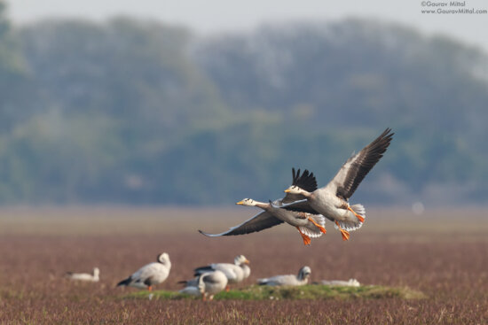 Canon1DX | 600mm | 1/1600s@F8 - Bar-headed Geese Photographing birds in flight by by Gaurav Mittal