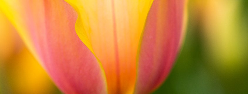 Cover photo for flower photography blog about photographing tulips by Anne Belmont