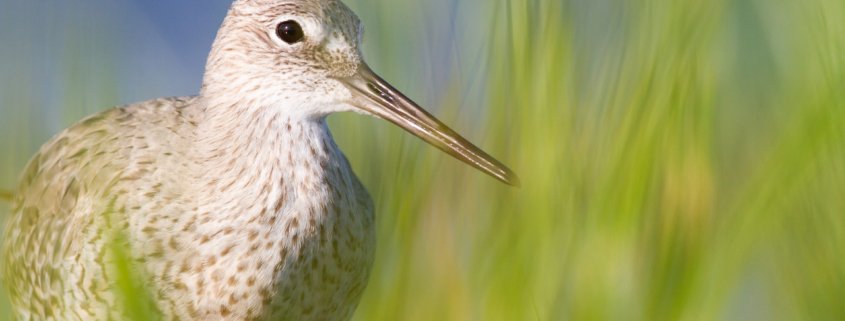 Creative nature photography captured by shooting through tall grass by Jaymes Dempsey