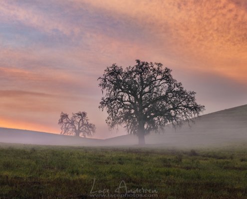 Tree Photography by Lace Andersen