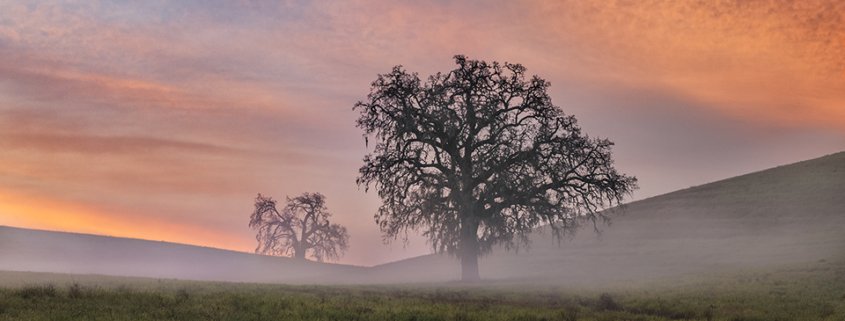 Tree Photography by Lace Andersen