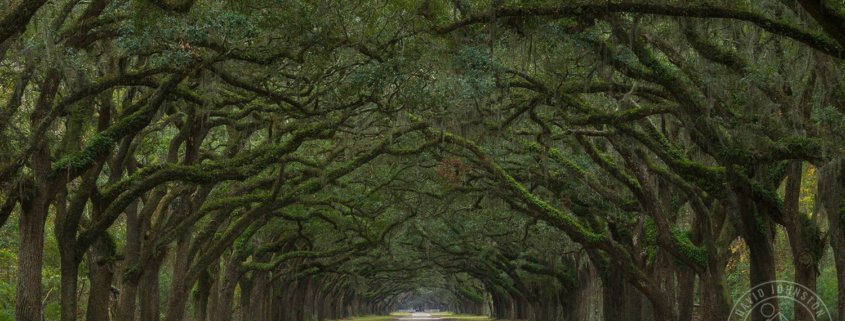 Cover for Landscape Photography blog article by David Johnston on panoramic photography composition.