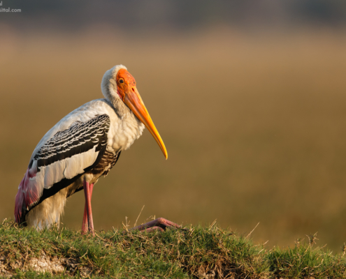 Cover for bird photography blog about gear by Gaurav Mittal