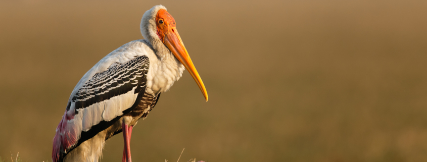 Cover for bird photography blog about gear by Gaurav Mittal