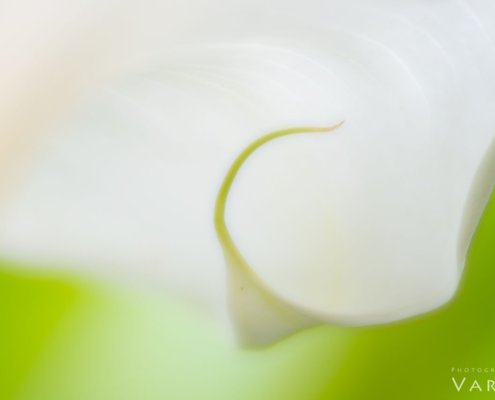 3 Indispensable Techniques for Lensbaby Lenses Blog Article by Jane Palmer